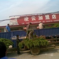 日照龍柏苗木基地常年低價(jià)出售龍柏苗 櫻花 北海道黃楊
