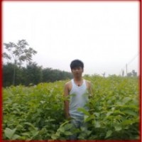 大量供應各種綠化苗木和果樹小苗核桃苗,國槐苗,山楂苗