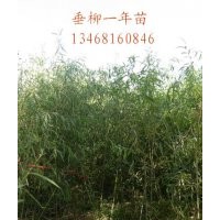 供應青皮垂柳,速生法桐小苗