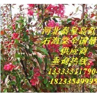 北美系列-紅寶石海棠、絢麗海棠、亞當(dāng)海棠、
