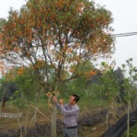 供應紅桂花,金球桂花,八月桂花,四季桂花,羅漢松苗等