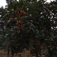 2012年狀元紅春季扦插苗預售中，附加母本圖