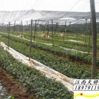 插桂花小苗、香樟小苗、紅葉石楠--江西天嬌苗木