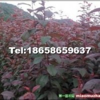 出售各種海棠苗：高原之火 亞當 意地安魔力 海棠苗