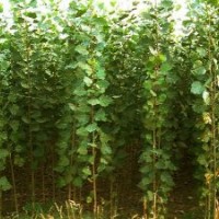 供應一年生107、108速生楊