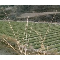 油松（3年容器袋苗），國槐、刺槐，山杏出售