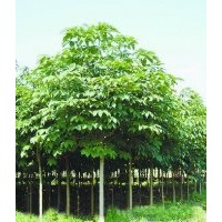 七葉樹、（新品種）核桃樹供應