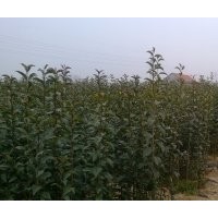 供應(yīng)二年生大葉女貞，速生國(guó)旗紅百日紅小苗