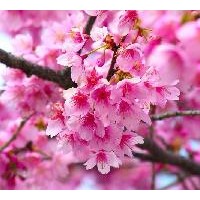 泰安櫻花苗木供應