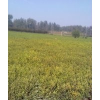 供應(yīng)紅葉石楠、紅王子錦帶、月季、水臘、連翹、黃楊