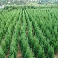 供側(cè)柏苗，白皮松苗，皂角苗，國槐苗，柿子苗。