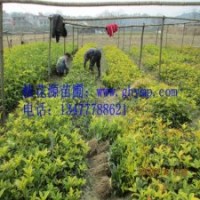 苗圃桂花樹苗批發30-50CM金桂、銀桂、八月桂300珠包郵