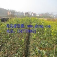 苗圃桂花樹苗批發120-150CM金桂、銀桂、八月桂300珠包郵