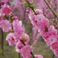 優質榆葉梅樹苗|山東優質榆葉梅樹苗|就知道，誠信為本
