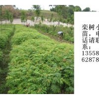供應欒樹小苗