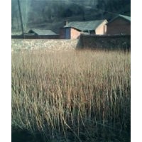 出售東北連翹小苗1萬棵