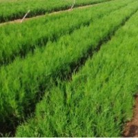 供應30-100公分容器袋側柏苗、定植側柏苗、裸跟側柏苗