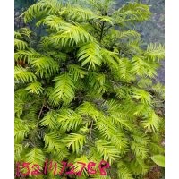供應紅豆杉，桂花，香樟，紅葉石楠，紅花繼木杜鵑綠化苗木