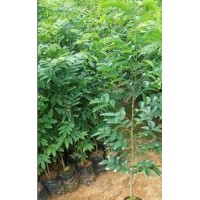 供應廣州黃花梨小苗