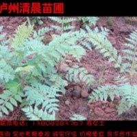 瀘州清晨苗圃供應藍花楹小苗1元起批