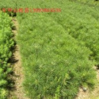 3_4公分刺槐供應