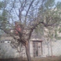 供應香花槐，牡丹木槿
