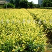 國槐、櫻花、廣玉蘭、紅瑞木、法桐、紅王子錦帶