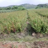 雞爪槭小苗、批發(fā)小葉雞爪槭小苗、雞爪槭價(jià)格