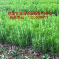 供應濕地松苗
