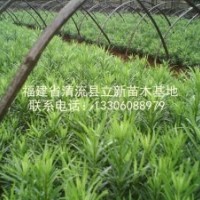 供應羅漢松苗