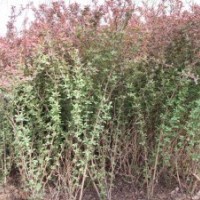 紅葉石楠，小葉女貞，大葉黃楊，火棘