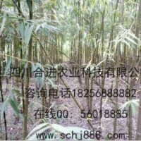 大量供應水利工程，市政工程，園林綠化竹柳，工程苗，選擇竹柳，