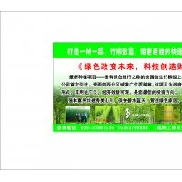 西北--竹柳供應商--陜西上林竹柳