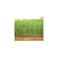 供應山西油松苗 山西油松苗木