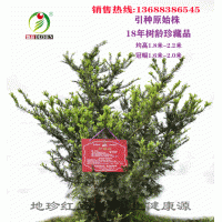 大量銷售曼地亞紅豆杉大小苗，枝條等