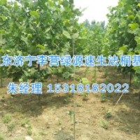 鄭州法桐價格|白蠟樹一年冒兩年冒什么意思-濟寧綠源苗圃HKD