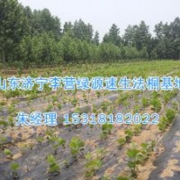 山東法桐聯系電話|造型法桐基地-濟寧綠源苗圃H