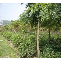 山東聊城綠源苗木繁育基地/山東聊城苗木產(chǎn)地價(jià)格白蠟,苗木,國(guó)槐