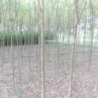 2013年綠化苗木預定工作開始啦速生柳,垂柳,榆樹