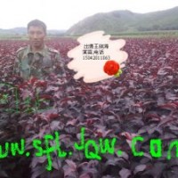 出售王族海棠，紅肉海棠，123果苗，k9苗，矮化寒富，密枝紅葉李