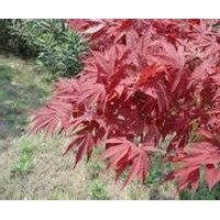 美國紅楓、日本紅楓、五角楓、三角楓、青楓、