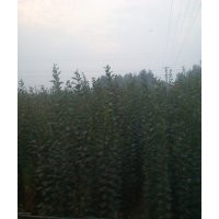 西府海棠、西府海棠樹苗