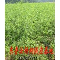 供應 垂柳苗 各種規格