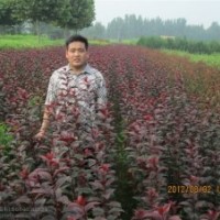 供紅葉李苗 西府蘋果苗 碧桃桃苗 側柏苗 花椒苗 櫻桃苗等
