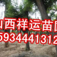 供應國槐苗 核桃苗 蘋果苗 山楂苗 白皮松