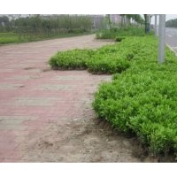 馬尼拉草皮、杜鵑低價銷售