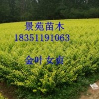 金葉女貞價(jià)格，江蘇金葉女貞銷售咨詢金葉女貞價(jià)格