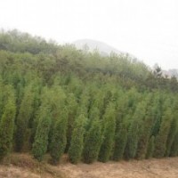 供應刺槐成活刺槐刺槐刺槐小苗價格，產地，行情
