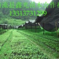 供應(yīng)百萬株楠木苗