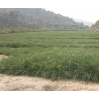兩年生容器袋油松數量60萬株，裸根兩年生油松數量50萬出售